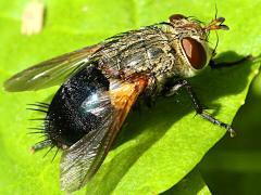 (Archytas Bristle Fly) dorsal (Archytas Bristle Fly) dorsal