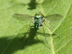 (Comatus Long-legged Fly) female (Comatus Long-legged Fly) female