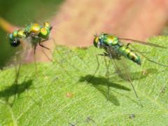 (Comatus Long-legged Fly) pair (Comatus Long-legged Fly) pair