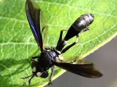 (Common Eastern Physocephala) female (Common Eastern Physocephala) female