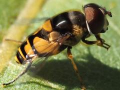 (Transverse Flower Fly) male lateral (Transverse Flower Fly) male lateral