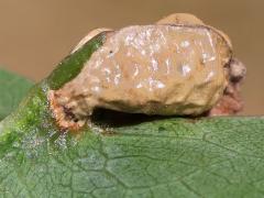 (Oak majalis Gall Midge) gall on Red Oak (Oak majalis Gall Midge) gall on Red Oak