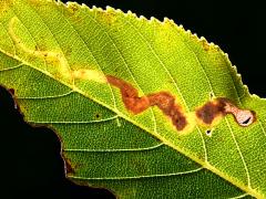 (Buckeye Leafminer Fly) backlit mine on Ohio Buckeye (Buckeye Leafminer Fly) backlit mine on Ohio Buckeye