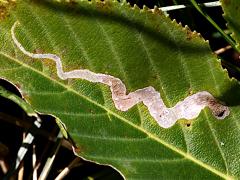 (Buckeye Leafminer Fly) upperside mine on Ohio Buckeye (Buckeye Leafminer Fly) upperside mine on Ohio Buckeye