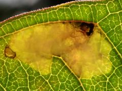 (Milkweed Leafminer Fly) backlit mine on Common Milkweed (Milkweed Leafminer Fly) backlit mine on Common Milkweed
