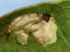 (Milkweed Leafminer Fly) upperside mine on Common Milkweed (Milkweed Leafminer Fly) upperside mine on Common Milkweed