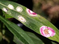(Carbonifera Goldenrod Gall Midge) galls on Tall Goldenrod (Carbonifera Goldenrod Gall Midge) galls on Tall Goldenrod