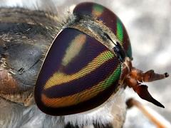 (Striped Horse Fly) female head (Striped Horse Fly) female head