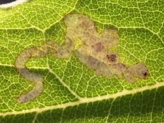 (Phytomyzinae Leafminer Fly) backlit mine on Cup Plant (Phytomyzinae Leafminer Fly) backlit mine on Cup Plant