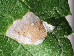 (Agromyza Leafminer Fly) upperside mine on Hackberry (Agromyza Leafminer Fly) upperside mine on Hackberry