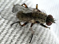 (Hunter Tiger Fly) female dorsal (Hunter Tiger Fly) female dorsal
