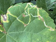 (Mallow Leafminer Fly) upperside mine on Velvet Leaf (Mallow Leafminer Fly) upperside mine on Velvet Leaf