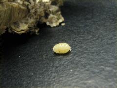 (Goldenrod Gall Fly) gall larva on Canada Goldenrod (Goldenrod Gall Fly) gall larva on Canada Goldenrod