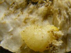 (Goldenrod Gall Fly) gall larva on Canada Goldenrod (Goldenrod Gall Fly) gall larva on Canada Goldenrod