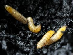(Walnut Husk Maggot) larvae (Walnut Husk Maggot) larvae