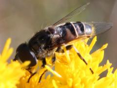 (Black-shouldered Drone Fly) on Stiff Goldenrod (Black-shouldered Drone Fly) on Stiff Goldenrod