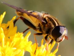 (Narrow-headed Marsh Fly) on Stiff Goldenrod (Narrow-headed Marsh Fly) on Stiff Goldenrod