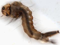 (Culicine Mosquito) larva (Culicine Mosquito) larva