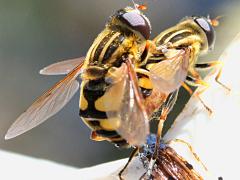 (Narrow-headed Marsh Fly) mating (Narrow-headed Marsh Fly) mating