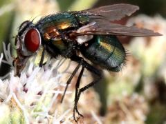 (Lucilia Greenbottle Fly) lateral (Lucilia Greenbottle Fly) lateral