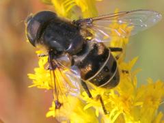(Black-shouldered Drone Fly) dorsal (Black-shouldered Drone Fly) dorsal