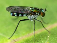 (Univittatus Long-legged Fly) lateral (Univittatus Long-legged Fly) lateral