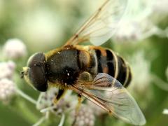 (Yellow-shouldered Drone Fly) male on Tall Boneset (Yellow-shouldered Drone Fly) male on Tall Boneset
