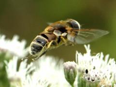 (Yellow-shouldered Drone Fly) male flying on Tall Boneset (Yellow-shouldered Drone Fly) male flying on Tall Boneset