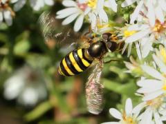 (American Aphideater) female hovers (American Aphideater) female hovers