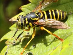 (Eastern Hornet Fly) male lateral (Eastern Hornet Fly) male lateral