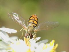 (Margined Calligrapher) male lands (Margined Calligrapher) male lands