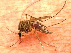 (Inland Floodwater Mosquito) female sucking blood (Inland Floodwater Mosquito) female sucking blood