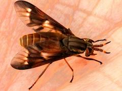 (Brownish Deer Fly) female sucking blood (Brownish Deer Fly) female sucking blood