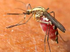 (Plains Floodwater Mosquito) sucking blood (Plains Floodwater Mosquito) sucking blood