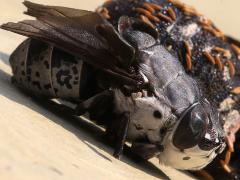 (Rabbit Bot Fly) female (Rabbit Bot Fly) female