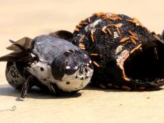 (Rabbit Bot Fly) female pupal case (Rabbit Bot Fly) female pupal case
