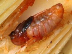 (Goldenrod Bunch Gall Midge) gall pupa on Canada Goldenrod (Goldenrod Bunch Gall Midge) gall pupa on Canada Goldenrod