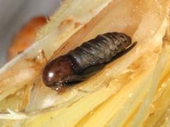 (Goldenrod Bunch Gall Midge) gall pupa dorsal on Canada Goldenrod (Goldenrod Bunch Gall Midge) gall pupa dorsal on Canada Goldenrod