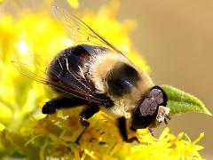 (Orange-legged Drone Fly) male (Orange-legged Drone Fly) male