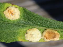 (Carbonifera Goldenrod Gall Midge) galls on Tall Goldenrod (Carbonifera Goldenrod Gall Midge) galls on Tall Goldenrod