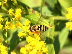 (Syrphus Syrphid Fly) dorsal (Syrphus Syrphid Fly) dorsal