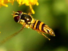 (Oblique Streaktail) female hovering (Oblique Streaktail) female hovering