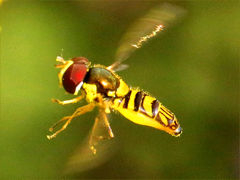 (Oblique Streaktail) male hovering (Oblique Streaktail) male hovering