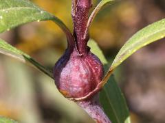 (Cecidomyiidae Gall Midge) gall on Sawtooth Sunflower (Cecidomyiidae Gall Midge) gall on Sawtooth Sunflower