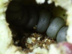 (Cecidomyiidae Gall Midge) open gall on Sawtooth Sunflower (Cecidomyiidae Gall Midge) open gall on Sawtooth Sunflower