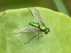 (Globiferum Long-legged Fly) female (Globiferum Long-legged Fly) female