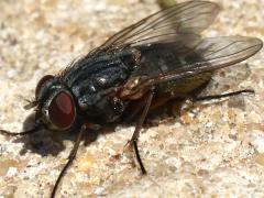 (Common House Fly) female (Common House Fly) female