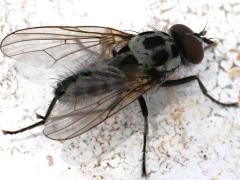 (Root-maggot Fly) male dorsal (Root-maggot Fly) male dorsal