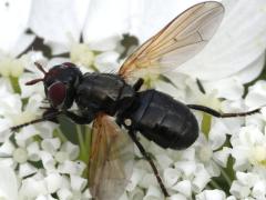 (Dorycera Picture-winged Fly) female dorsal (Dorycera Picture-winged Fly) female dorsal