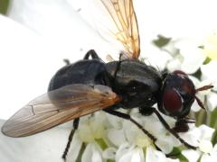 (Dorycera Picture-winged Fly) female frontal (Dorycera Picture-winged Fly) female frontal